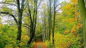 Foresta Alberi