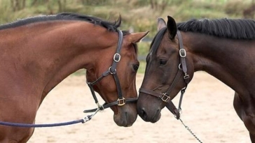 Cavalli Bestiame Allevatori