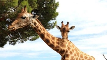 zoo safari fasano giraffa
