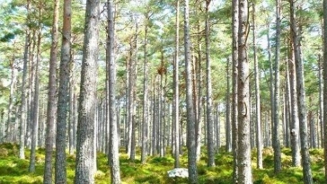 alberi foresta