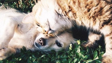 cane, gatto, animali