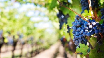 Vino Enoteca