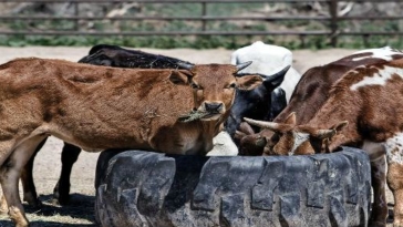 agricoltura animali allevamento agricolo