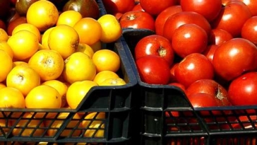 raccolta pomodori