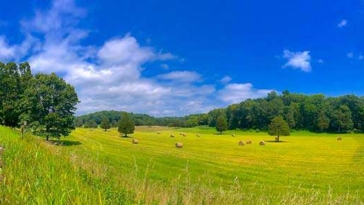 ambiente, alberi, piante, montagna