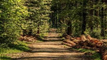 parco alberi