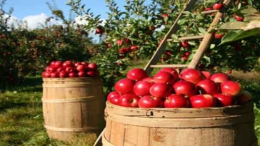 azienda agroalimentare prodotti agricoli