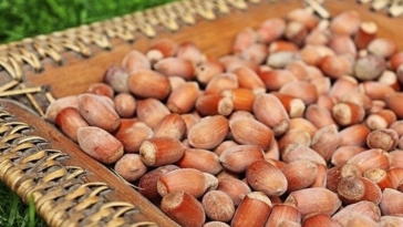 raccolta, nocciole