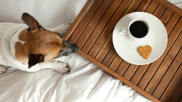 cane, animali, hotel