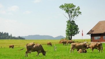 lavoro, fattorie, svizzera