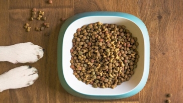 cibo per cani