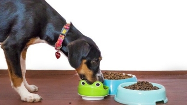 cibo, cani