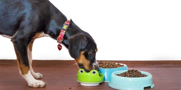 cibo, cani
