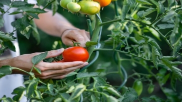 raccolta pomodori