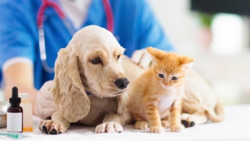 veterinario, spese, cane, gatto