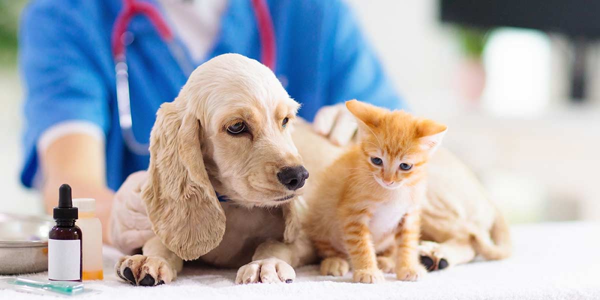 veterinario, spese, cane, gatto