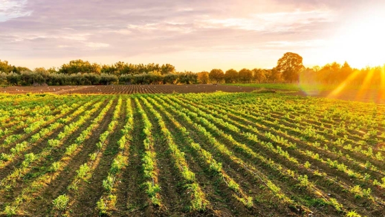 agricoltura, agricoltori, agricolo