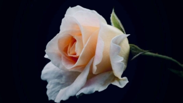 Taffo, Franchising, Agenzia Funebre