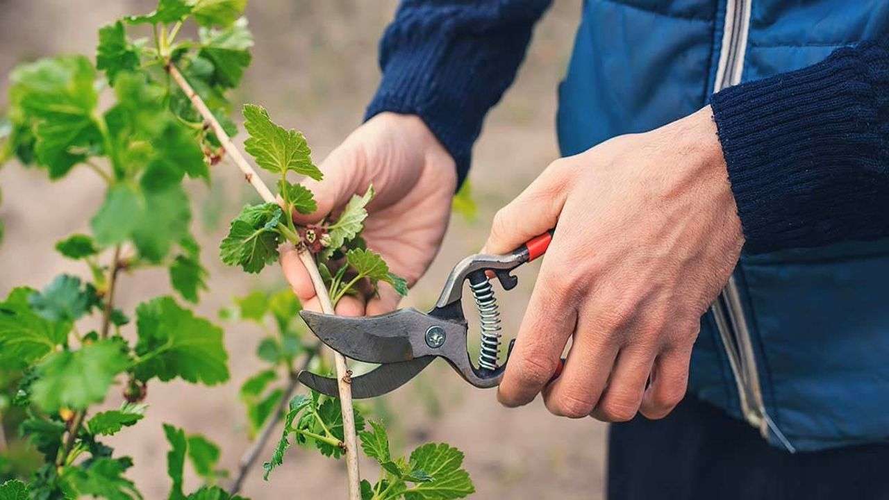giardiniere, manutentore del verde