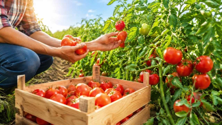 campagna del pomodoro, agricoltura, conserve, salsa